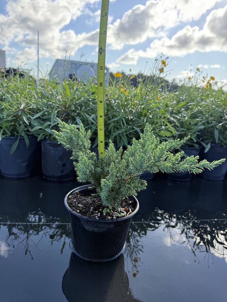 juniperus-chinensis-parsonii-chinese-juniper