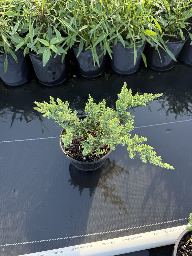 juniperus-chinensis-parsonii-chinese-juniper