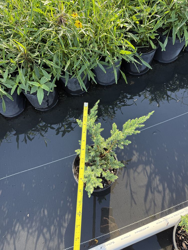 juniperus-chinensis-parsonii-chinese-juniper