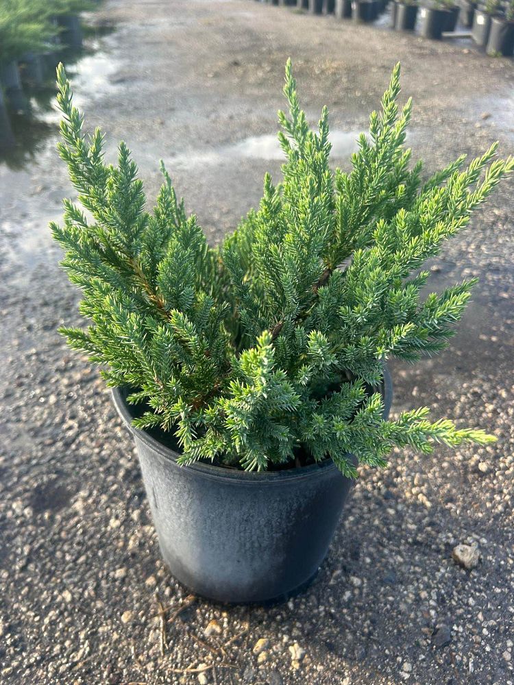 juniperus-chinensis-parsonii-chinese-juniper