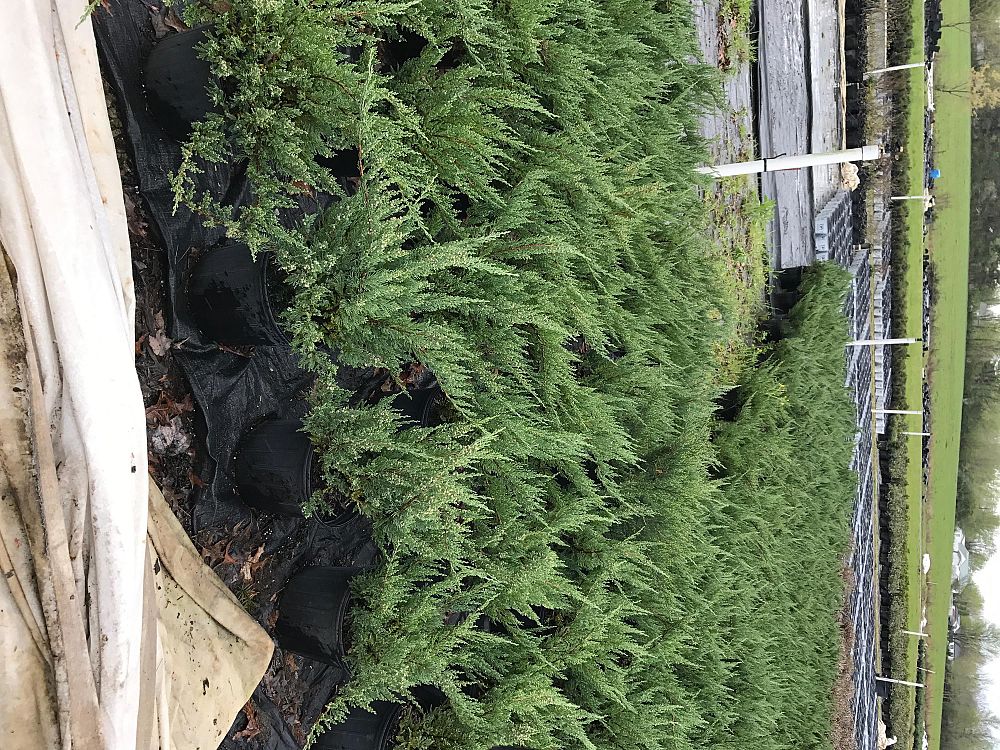 juniperus-chinensis-pfitzeriana-chinese-juniper