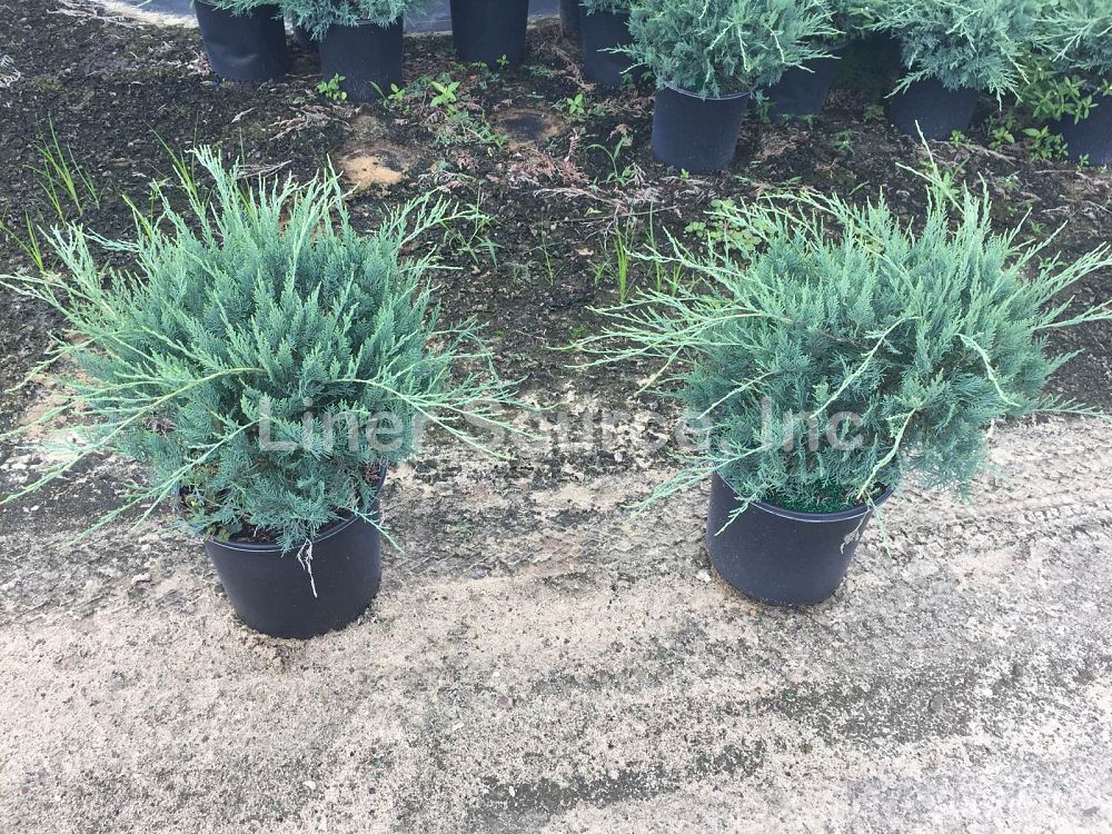 juniperus-chinensis-pfitzeriana-chinese-juniper