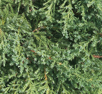 juniperus-chinensis-pfitzeriana-compacta-chinese-juniper