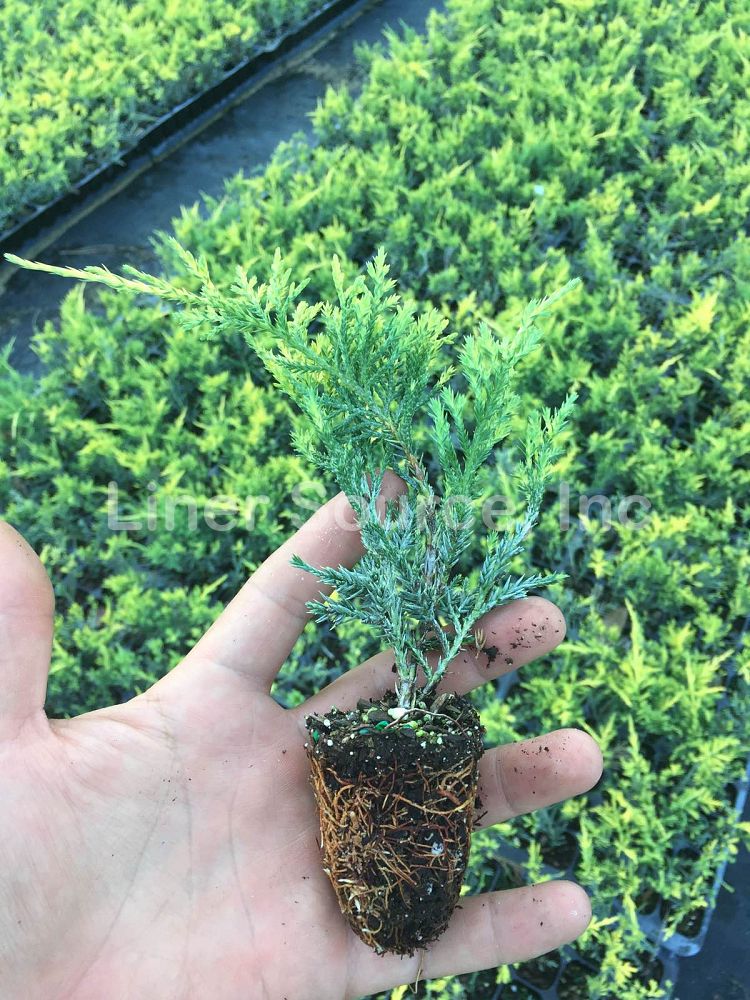 juniperus-chinensis-pfitzeriana-gold-lace-chinese-juniper