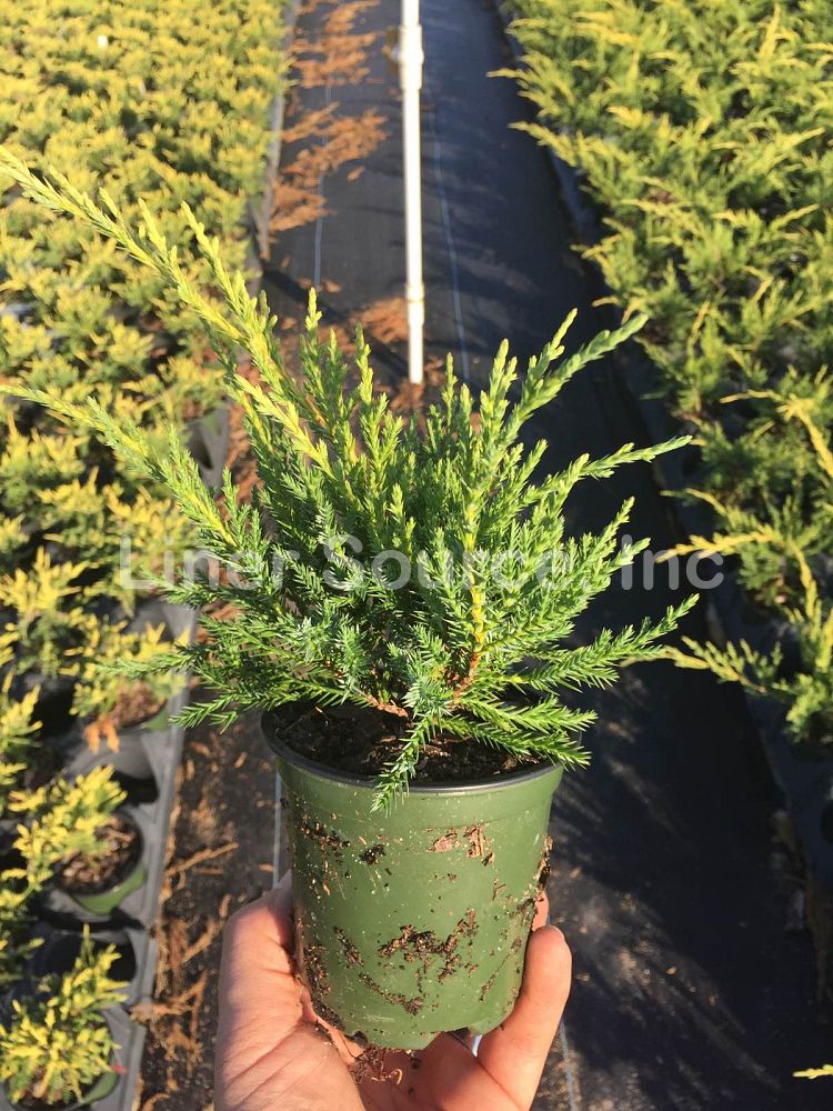 juniperus-chinensis-pfitzeriana-gold-lace-chinese-juniper