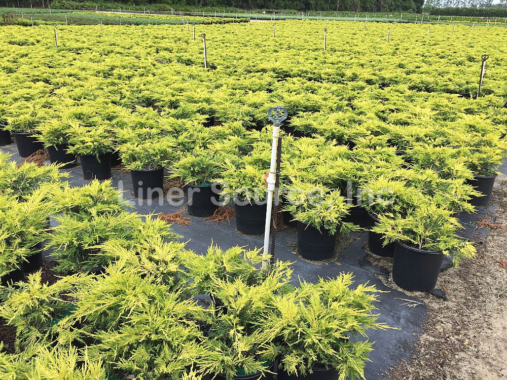 juniperus-chinensis-pfitzeriana-gold-lace-chinese-juniper