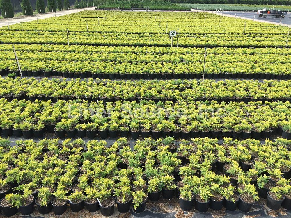 juniperus-chinensis-pfitzeriana-gold-lace-chinese-juniper