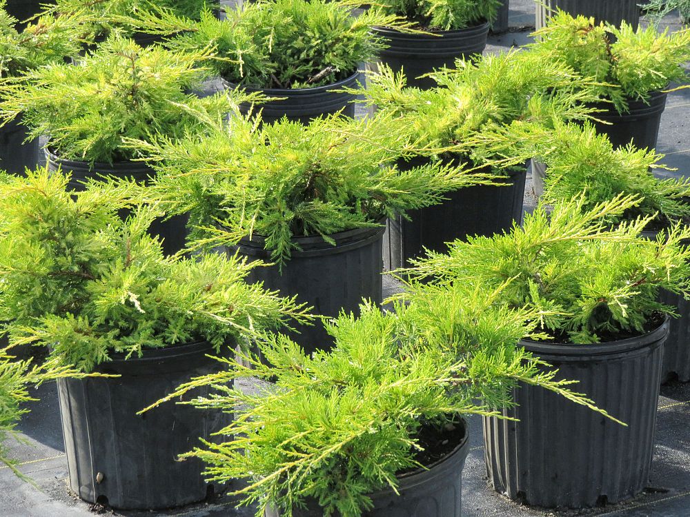 juniperus-chinensis-pfitzeriana-gold-lace-chinese-juniper