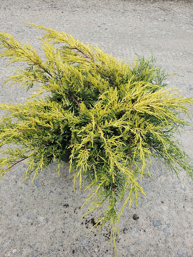juniperus-chinensis-pfitzeriana-gold-lace-chinese-juniper