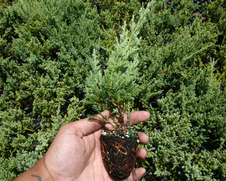 juniperus-chinensis-pfitzeriana-nick-s-compacta-chinese-juniper-nick-s-compact
