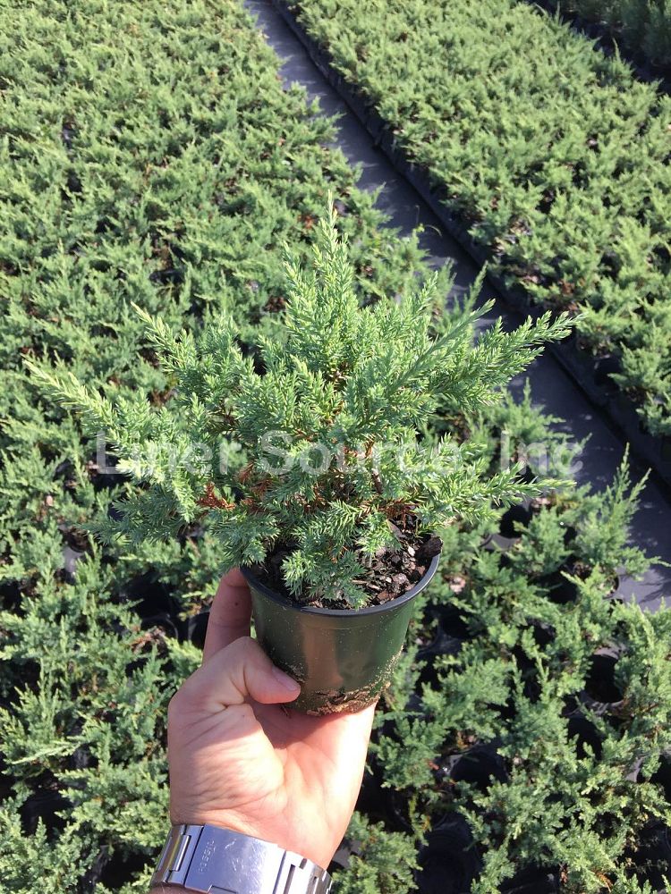 juniperus-chinensis-pfitzeriana-nick-s-compacta-chinese-juniper-nick-s-compact