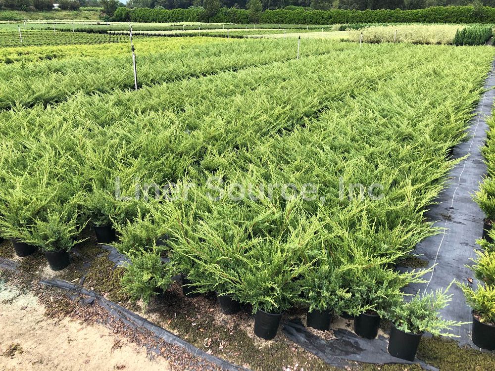juniperus-chinensis-pfitzeriana-nick-s-compacta-chinese-juniper-nick-s-compact
