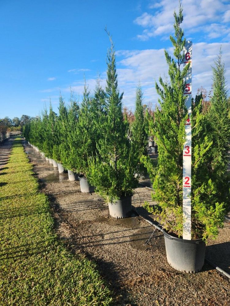 juniperus-chinensis-rikag-gin-fizz-reg-juniper