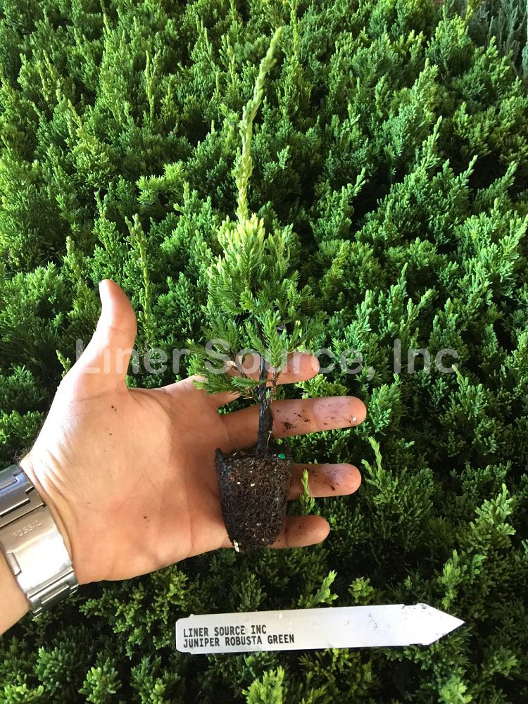 juniperus-chinensis-robusta-green-chinese-juniper