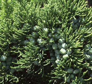 juniperus-chinensis-robusta-green-chinese-juniper