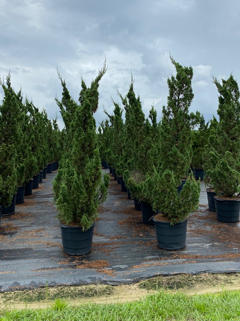 juniperus-chinensis-robusta-green-chinese-juniper