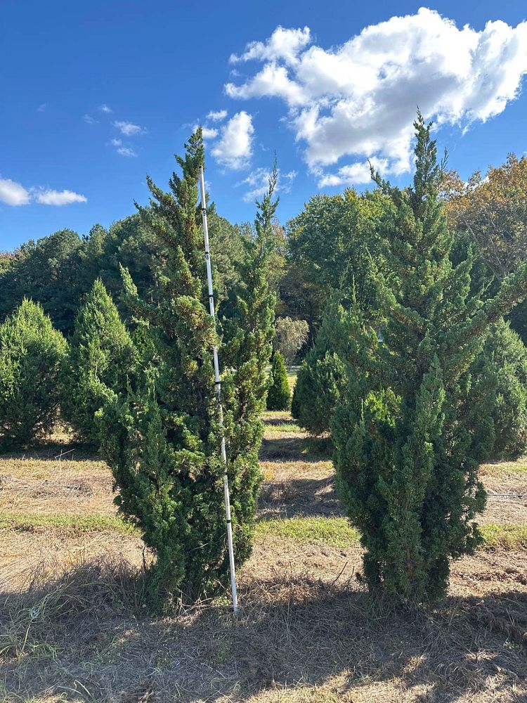 juniperus-chinensis-robusta-green-chinese-juniper