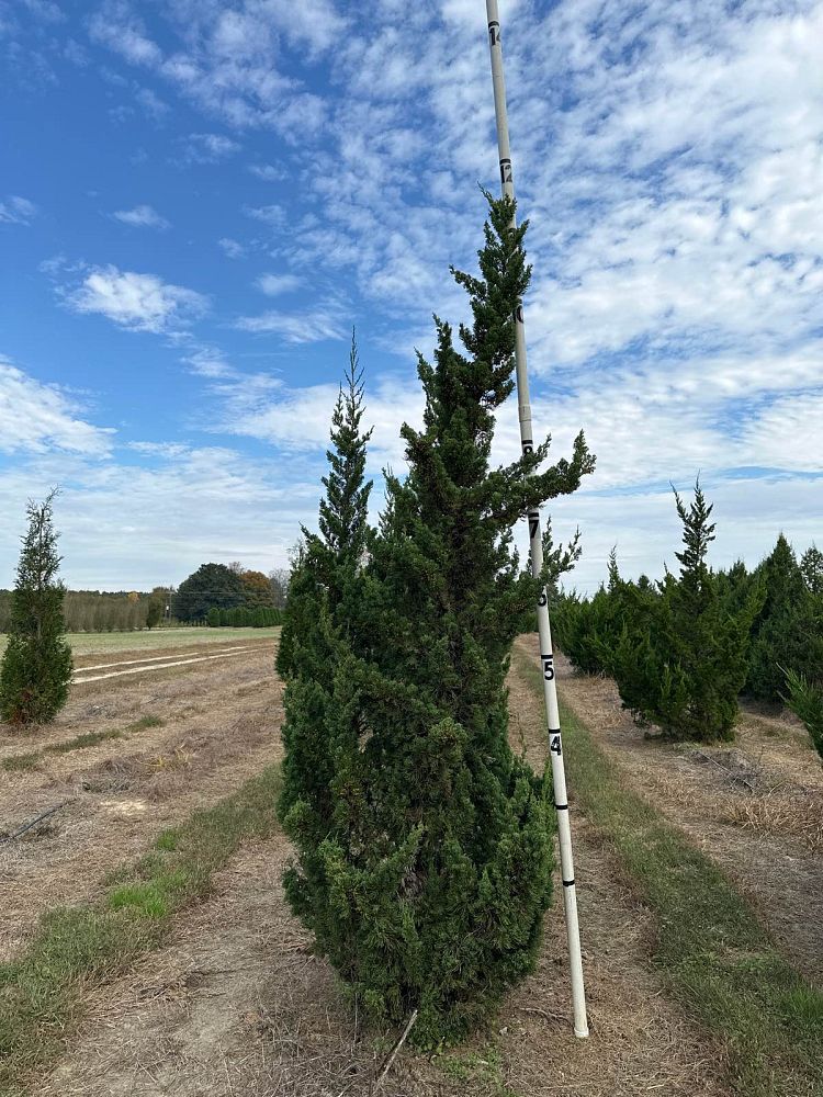 juniperus-chinensis-robusta-green-chinese-juniper