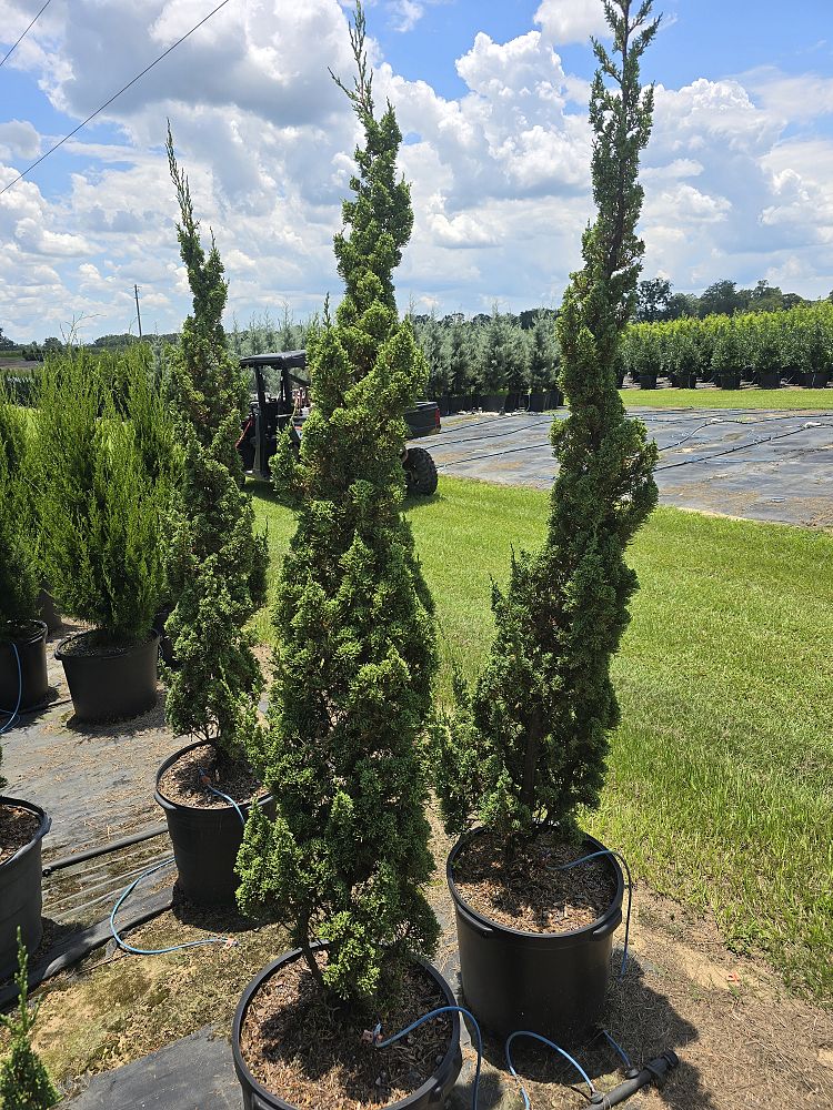 juniperus-chinensis-robusta-green-chinese-juniper
