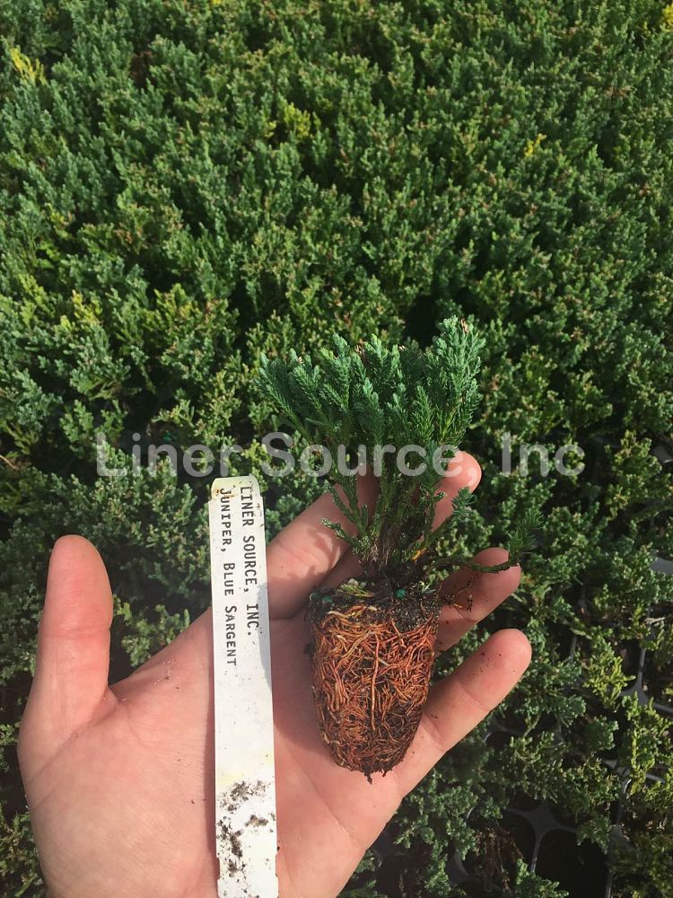 juniperus-chinensis-sargentii-glauca-sargent-juniper-blue