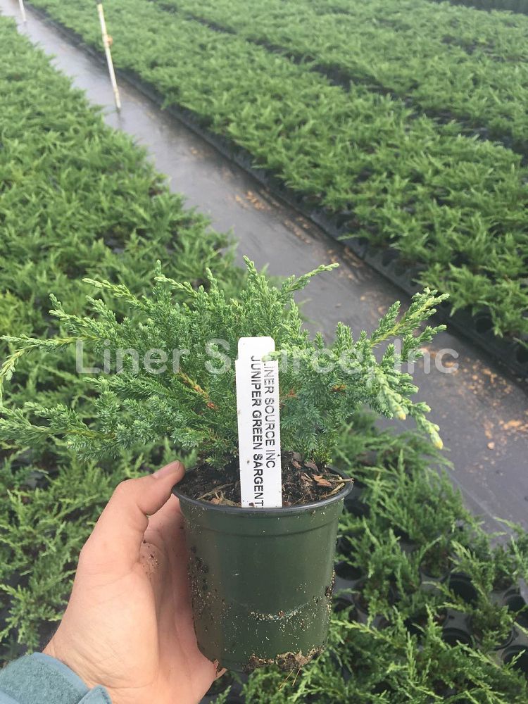 juniperus-chinensis-sargentii-sargent-juniper-green