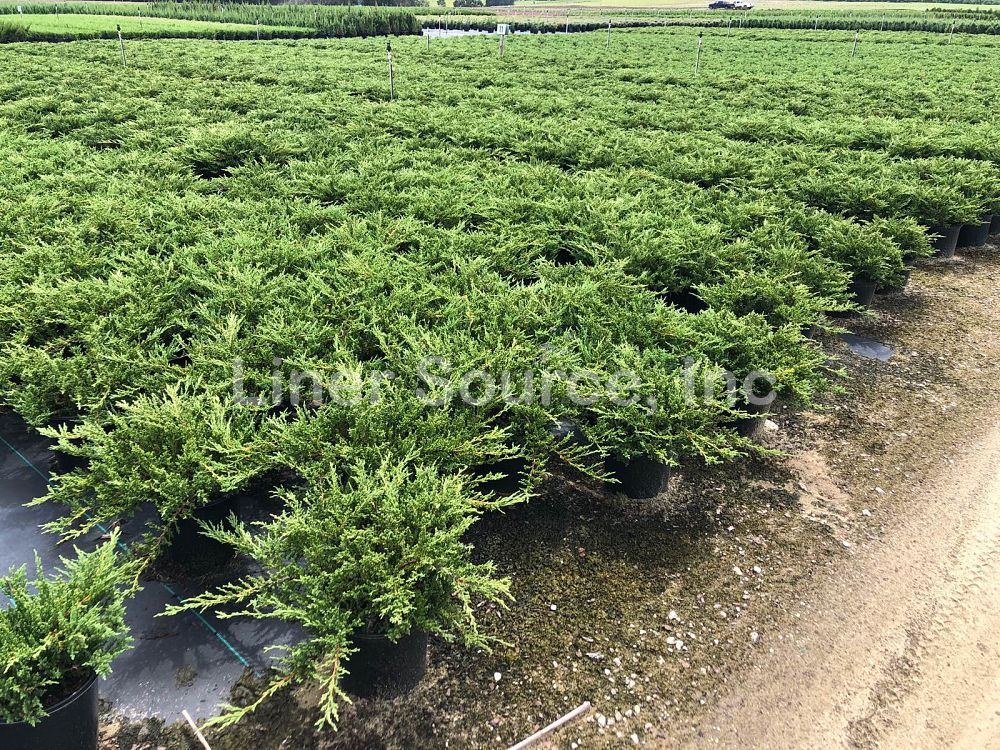 juniperus-chinensis-sargentii-sargent-juniper-green