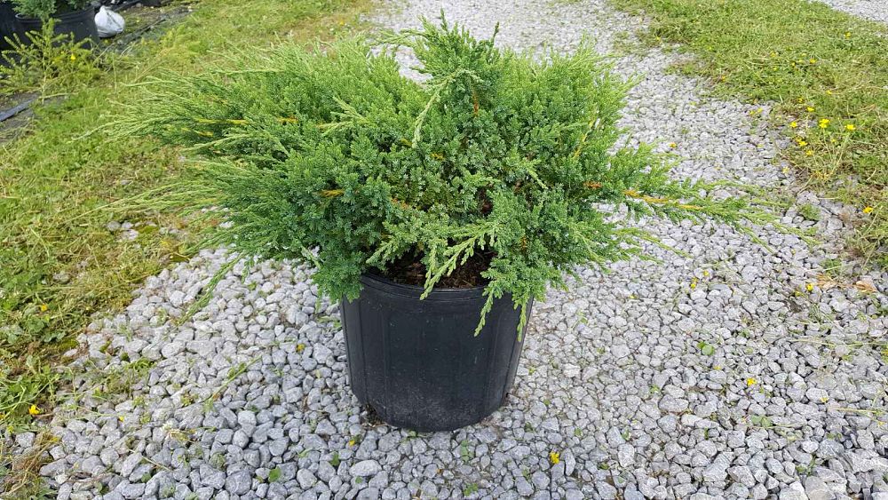 juniperus-chinensis-sargentii-sargent-juniper-green