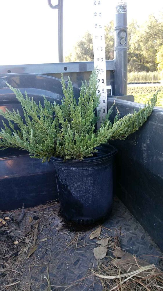 juniperus-chinensis-sargentii-sargent-juniper-green