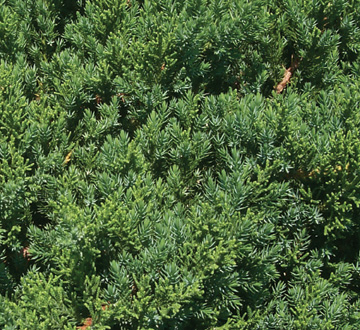 juniperus-chinensis-sargentii-sargent-juniper-green
