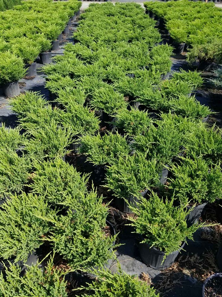 juniperus-chinensis-sargentii-sargent-juniper-green