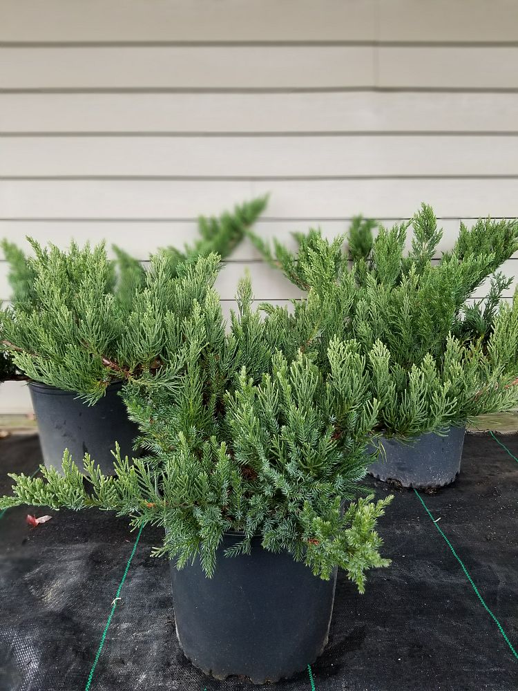 juniperus-chinensis-sargentii-sargent-juniper-green