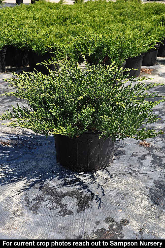 juniperus-chinensis-sargentii-sargent-juniper-green