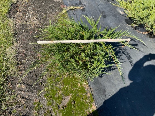 juniperus-chinensis-sargentii-sargent-juniper-green
