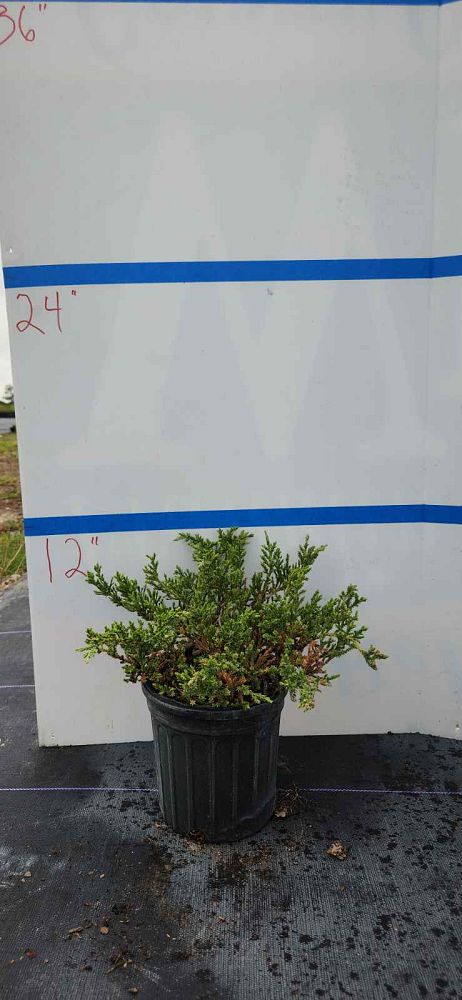 juniperus-chinensis-sargentii-sargent-juniper-green