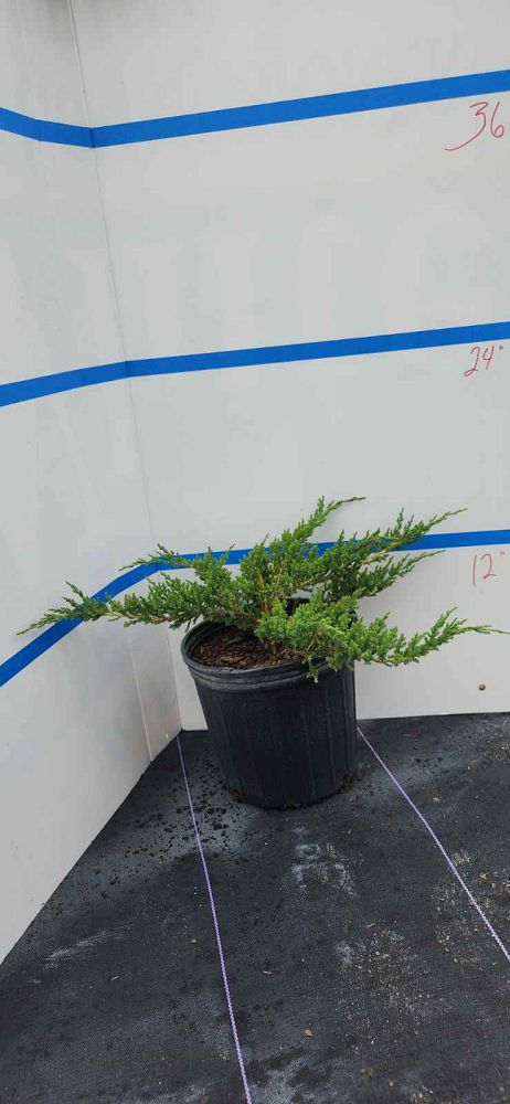 juniperus-chinensis-sargentii-sargent-juniper-green