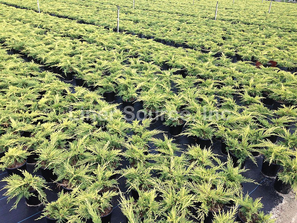 juniperus-chinensis-saybrook-gold-chinese-juniper