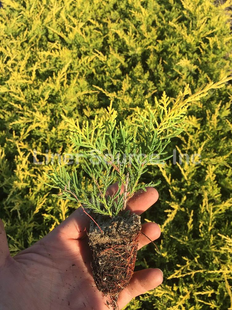 juniperus-chinensis-saybrook-gold-chinese-juniper
