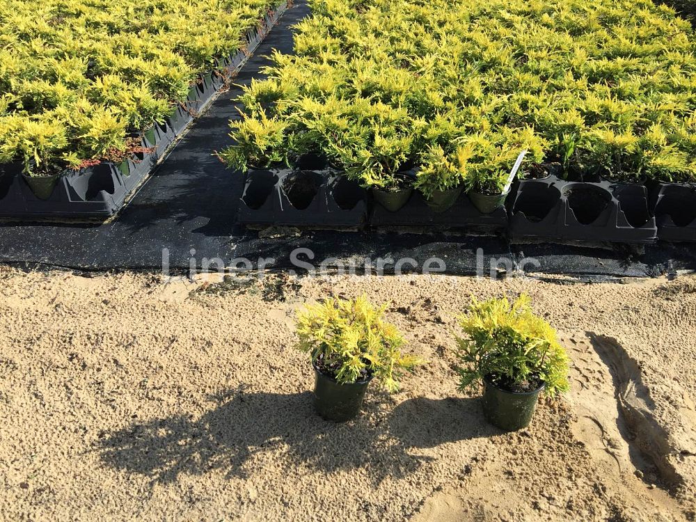 juniperus-chinensis-saybrook-gold-chinese-juniper