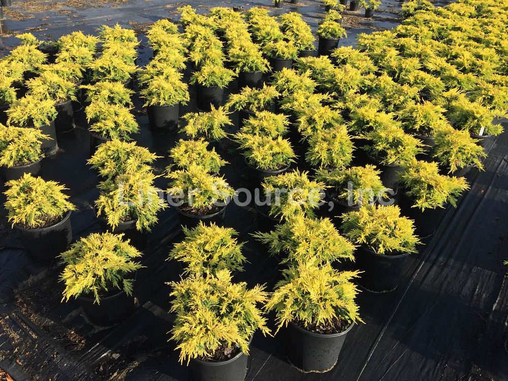 juniperus-chinensis-saybrook-gold-chinese-juniper