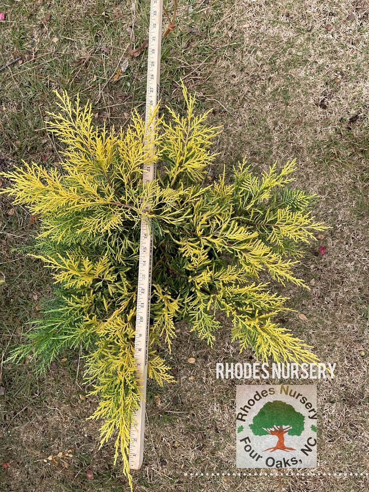 juniperus-chinensis-saybrook-gold-chinese-juniper