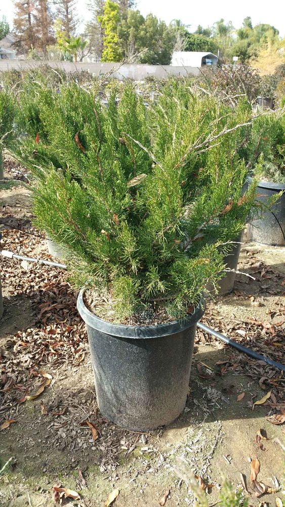 juniperus-chinensis-sea-green-chinese-juniper