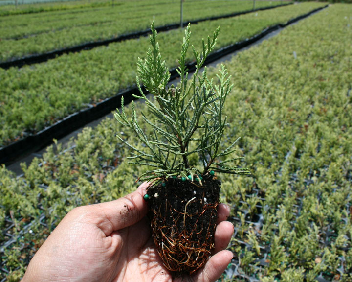 juniperus-chinensis-sea-green-chinese-juniper