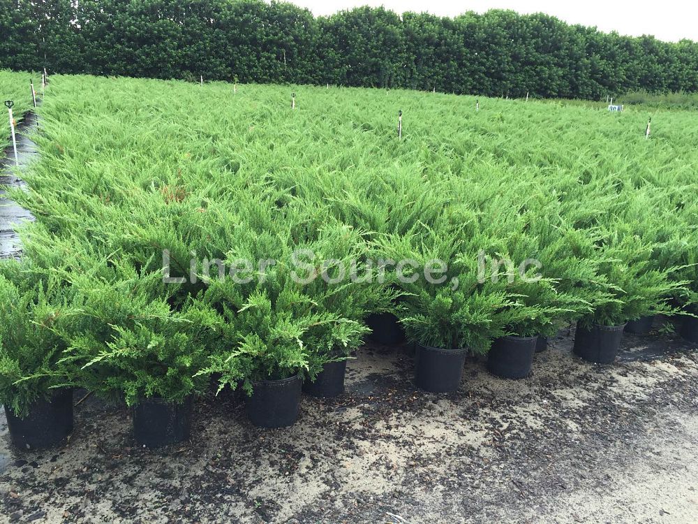 juniperus-chinensis-sea-green-chinese-juniper
