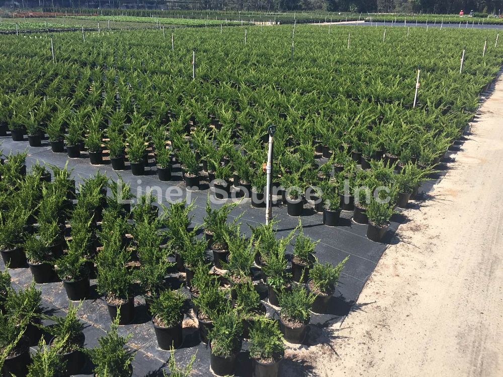 juniperus-chinensis-sea-green-chinese-juniper
