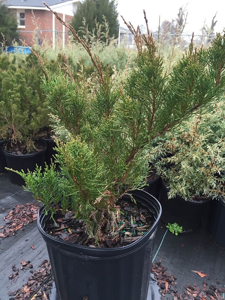 juniperus-chinensis-sea-green-chinese-juniper