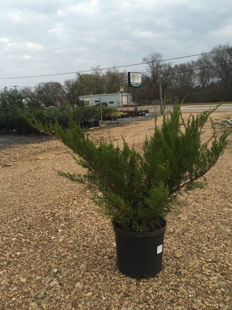 juniperus-chinensis-sea-green-chinese-juniper