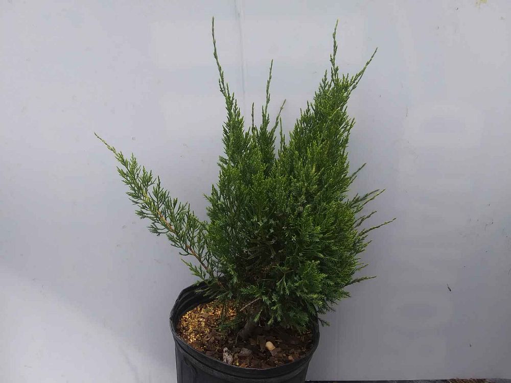 juniperus-chinensis-sea-green-chinese-juniper