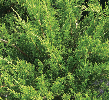 juniperus-chinensis-sea-green-chinese-juniper