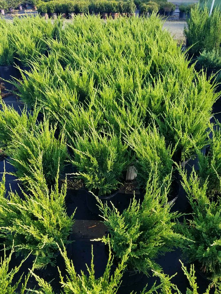 juniperus-chinensis-sea-green-chinese-juniper