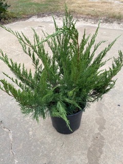 juniperus-chinensis-sea-green-chinese-juniper